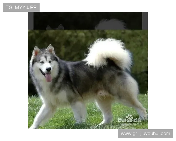 足球狗勇敢追梦，驰骋绿茵场上的忠诚小队员